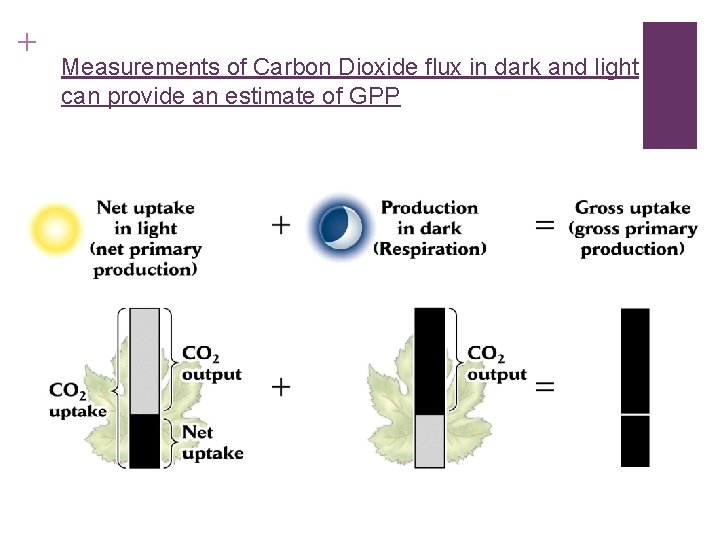 + Measurements of Carbon Dioxide flux in dark and light can provide an estimate