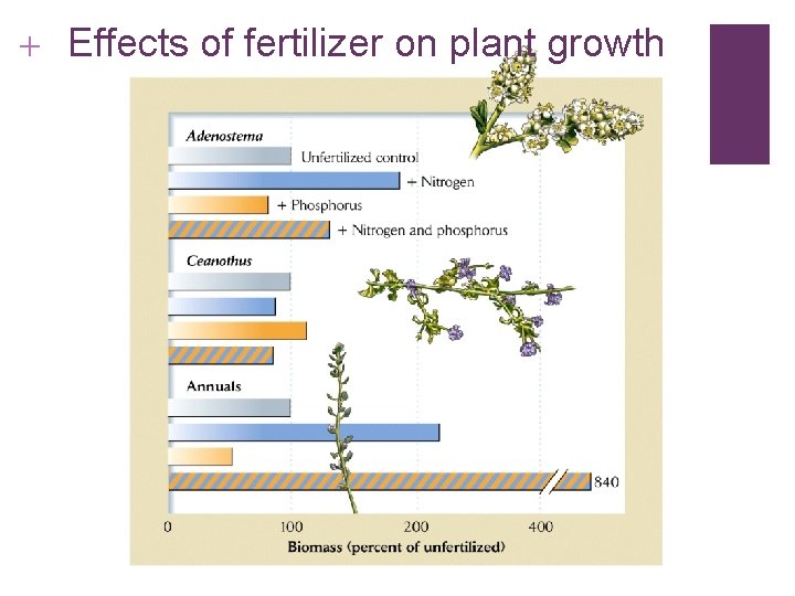 + Effects of fertilizer on plant growth 