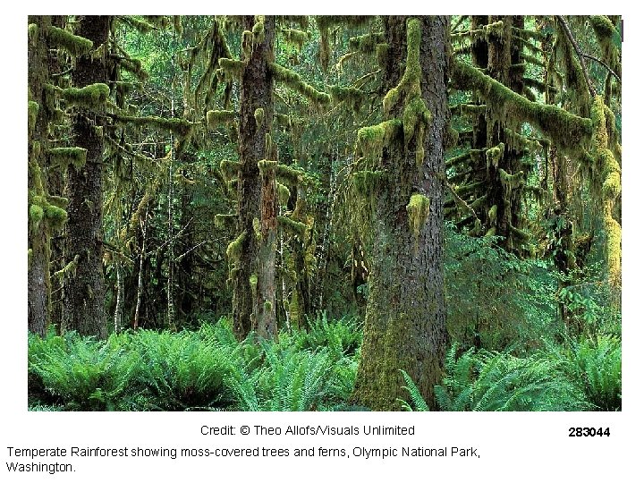Credit: © Theo Allofs/Visuals Unlimited Temperate Rainforest showing moss-covered trees and ferns, Olympic National