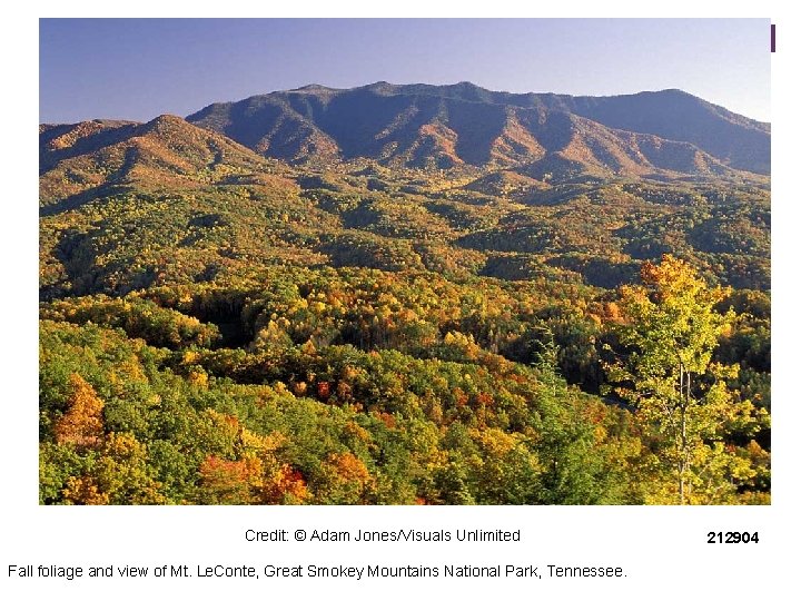 Credit: © Adam Jones/Visuals Unlimited Fall foliage and view of Mt. Le. Conte, Great