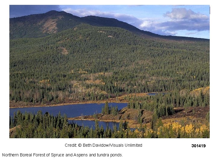 Credit: © Beth Davidow/Visuals Unlimited Northern Boreal Forest of Spruce and Aspens and tundra