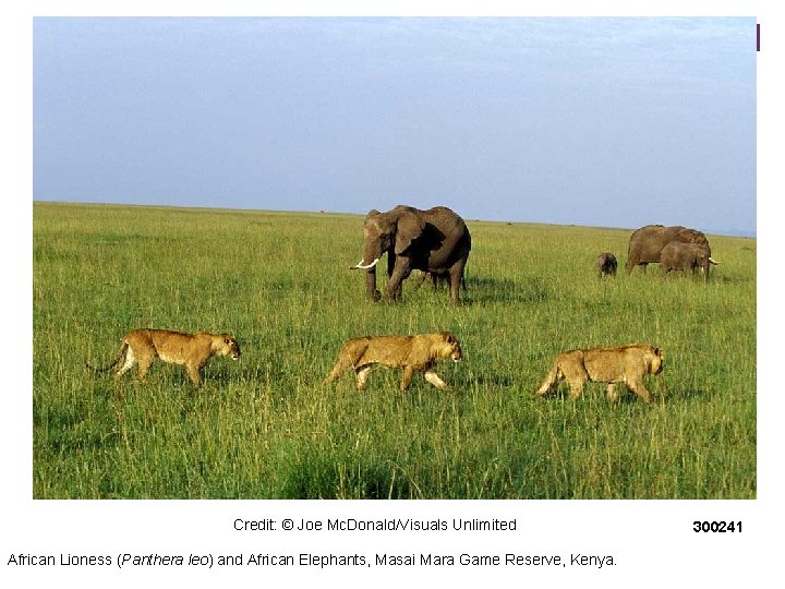 Credit: © Joe Mc. Donald/Visuals Unlimited African Lioness (Panthera leo) and African Elephants, Masai