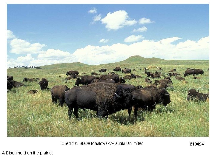 Credit: © Steve Maslowski/Visuals Unlimited A Bison herd on the prairie. 210424 