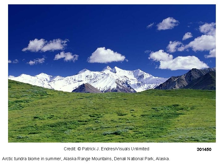 Credit: © Patrick J. Endres/Visuals Unlimited Arctic tundra biome in summer, Alaska Range Mountains,