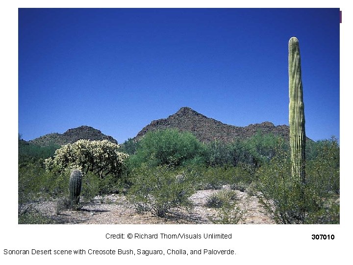 Credit: © Richard Thom/Visuals Unlimited Sonoran Desert scene with Creosote Bush, Saguaro, Cholla, and