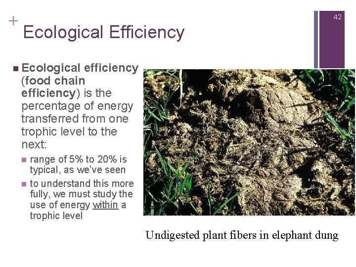 + 42 Ecological Efficiency n Ecological efficiency (food chain efficiency) is the percentage of