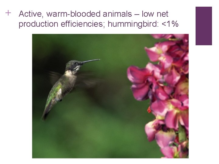 + Active, warm-blooded animals – low net production efficiencies; hummingbird: <1% 