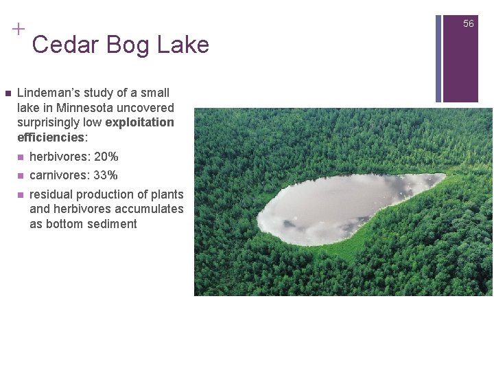 + n 56 Cedar Bog Lake Lindeman’s study of a small lake in Minnesota