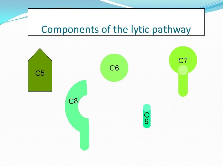 Components of the lytic pathway C 7 C 6 C 5 C 8 C Components of the lytic pathway C 7 C 6 C 5 C 8 C