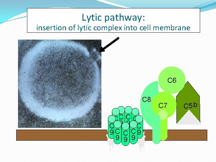 Lytic pathway: insertion of lytic complex into cell membrane C 6 C 8 CC Lytic pathway: insertion of lytic complex into cell membrane C 6 C 8 CC