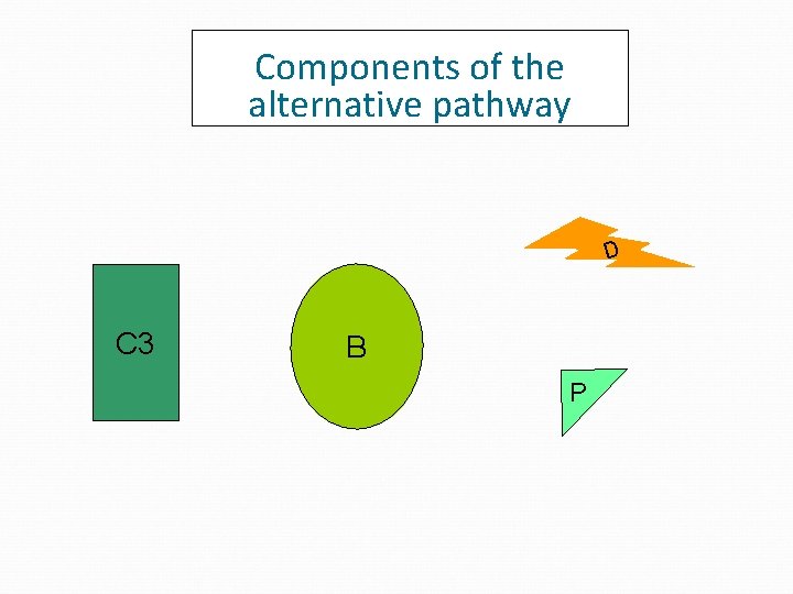 Components of the alternative pathway D C 3 B P Components of the alternative pathway D C 3 B P