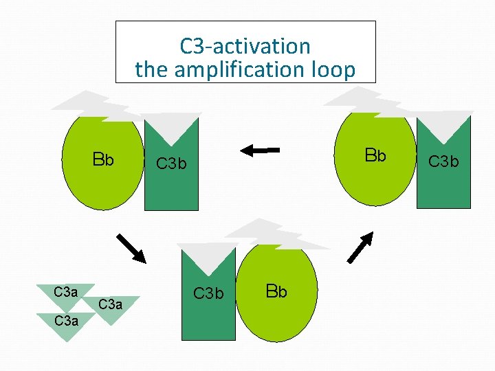 C 3 -activation the amplification loop Bb C 3 a Bb C 3 b C 3 -activation the amplification loop Bb C 3 a Bb C 3 b