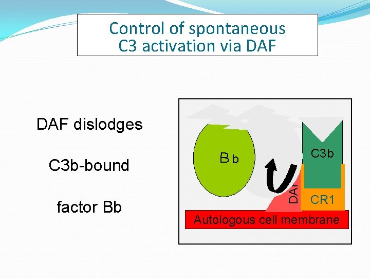 Control of spontaneous C 3 activation via DAF dislodges factor Bb C 3 b Control of spontaneous C 3 activation via DAF dislodges factor Bb C 3 b