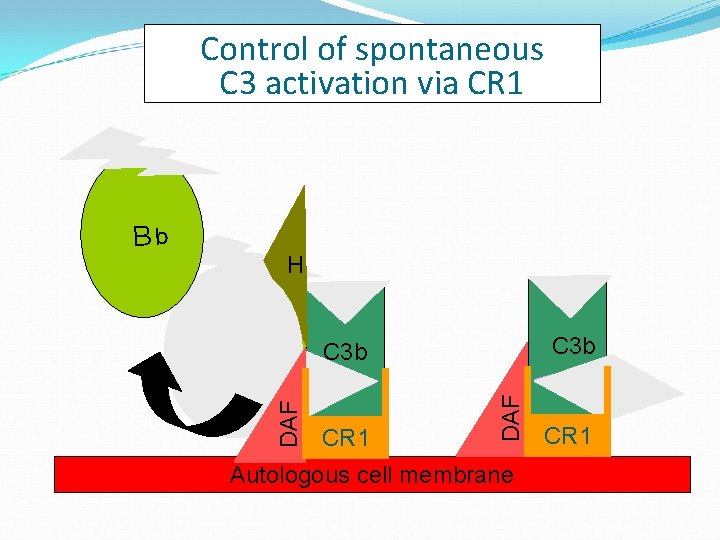 Control of spontaneous C 3 activation via CR 1 Bb H Bb C 3 Control of spontaneous C 3 activation via CR 1 Bb H Bb C 3