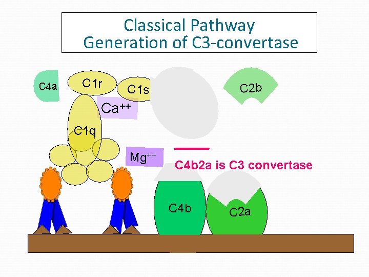 Classical Pathway Generation of C 3 -convertase C 4 a C 1 r C Classical Pathway Generation of C 3 -convertase C 4 a C 1 r C