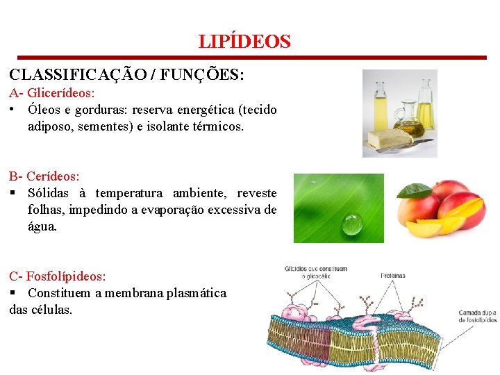 LIPÍDEOS CLASSIFICAÇÃO / FUNÇÕES: A- Glicerídeos: • Óleos e gorduras: reserva energética (tecido adiposo,