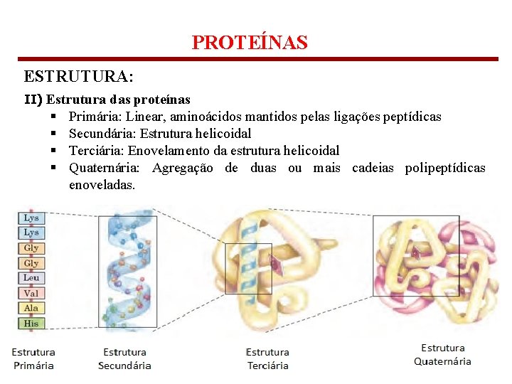 PROTEÍNAS ESTRUTURA: II) Estrutura das proteínas § § Primária: Linear, aminoácidos mantidos pelas ligações