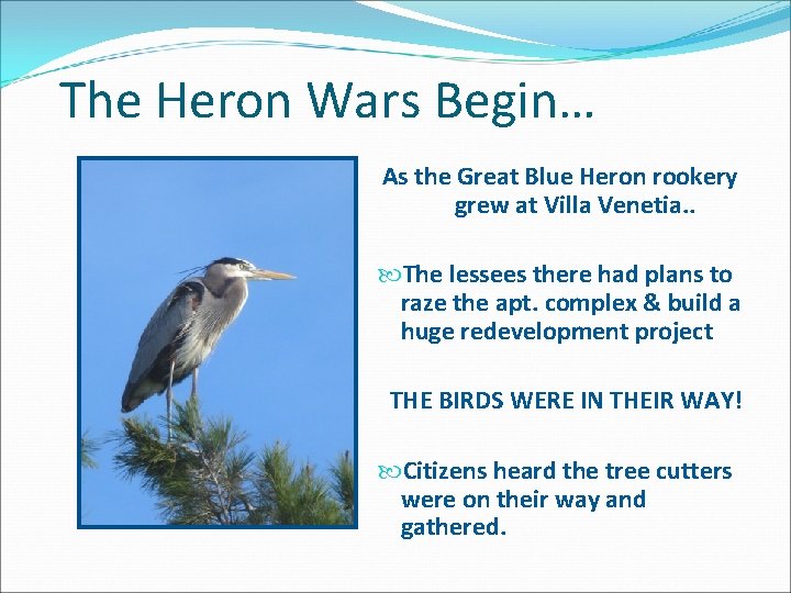 The Heron Wars Begin… As the Great Blue Heron rookery grew at Villa Venetia.