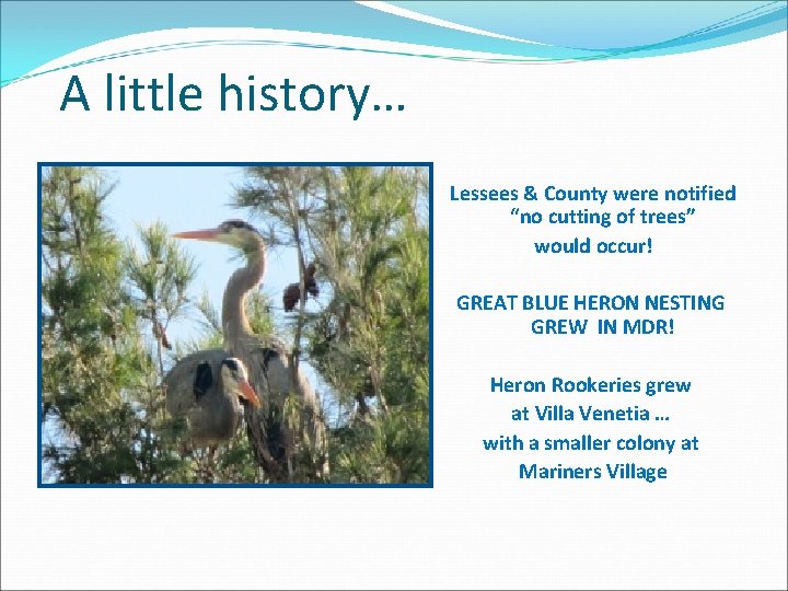 A little history… Lessees & County were notified “no cutting of trees” would occur!