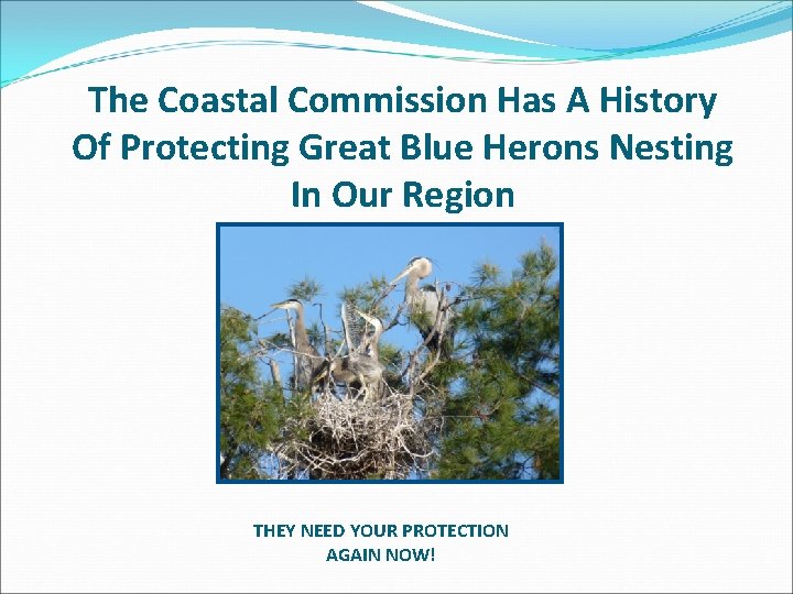 The Coastal Commission Has A History Of Protecting Great Blue Herons Nesting In Our