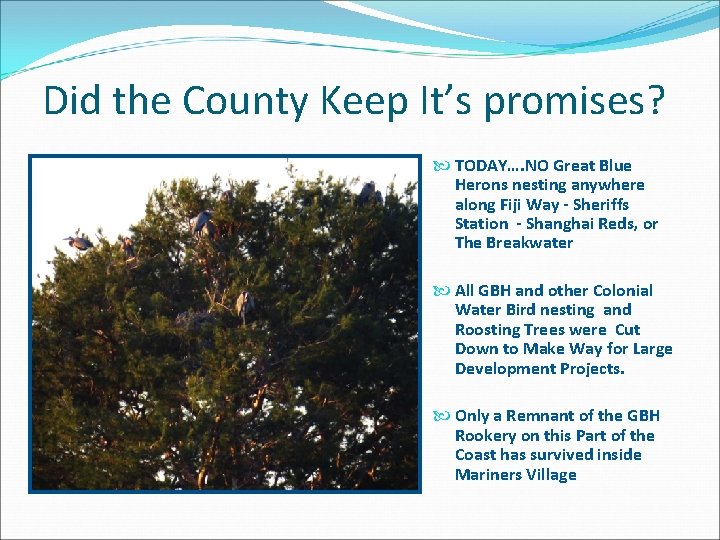 Did the County Keep It’s promises? TODAY…. NO Great Blue Herons nesting anywhere along