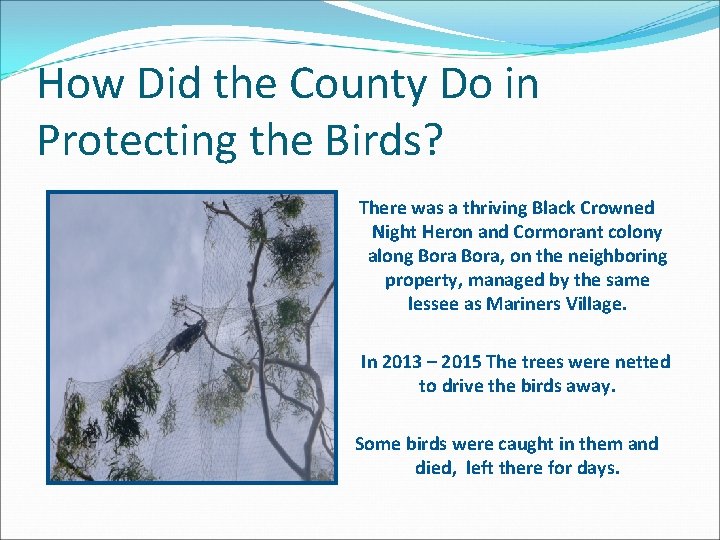 How Did the County Do in Protecting the Birds? There was a thriving Black