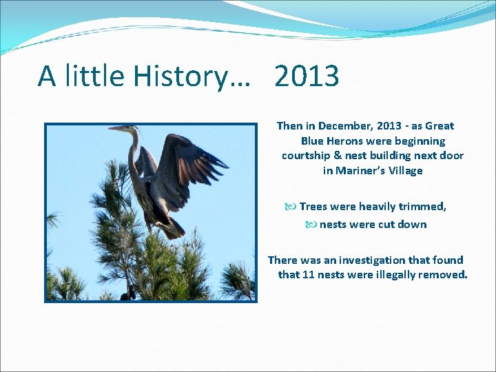 A little History… 2013 Then in December, 2013 - as Great Blue Herons were