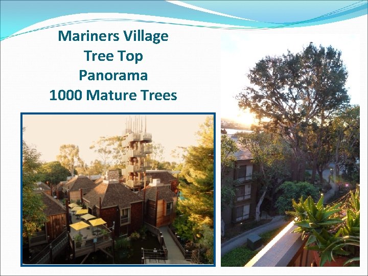 Mariners Village Tree Top Panorama 1000 Mature Trees 