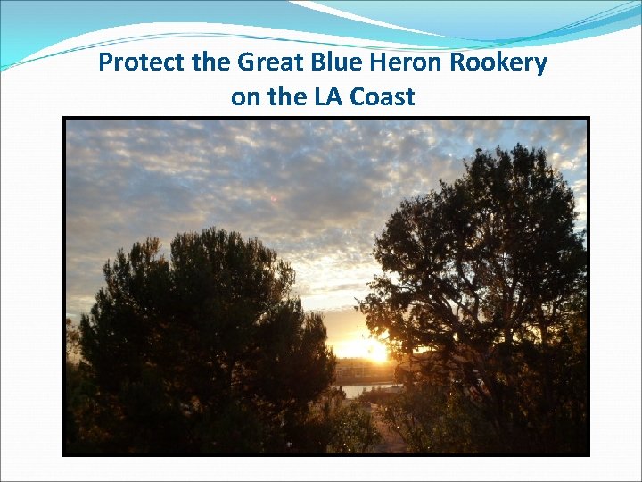 Protect the Great Blue Heron Rookery on the LA Coast 