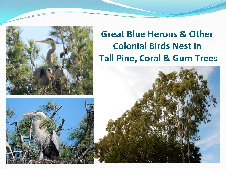 Great Blue Herons & Other Colonial Birds Nest in Tall Pine, Coral & Gum