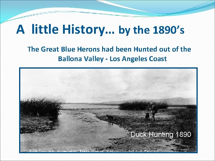 A little History… by the 1890’s The Great Blue Herons had been Hunted out