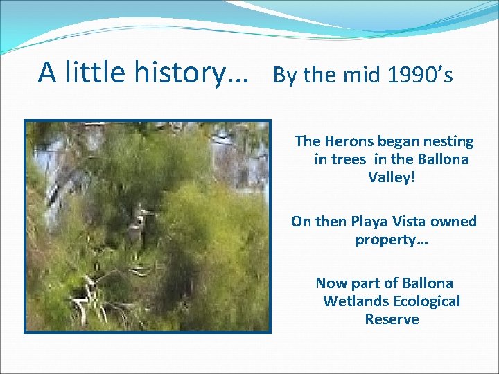  A little history… By the mid 1990’s The Herons began nesting in trees