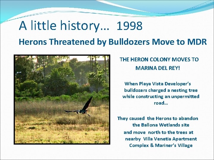  A little history… 1998 Herons Threatened by Bulldozers Move to MDR THE HERON