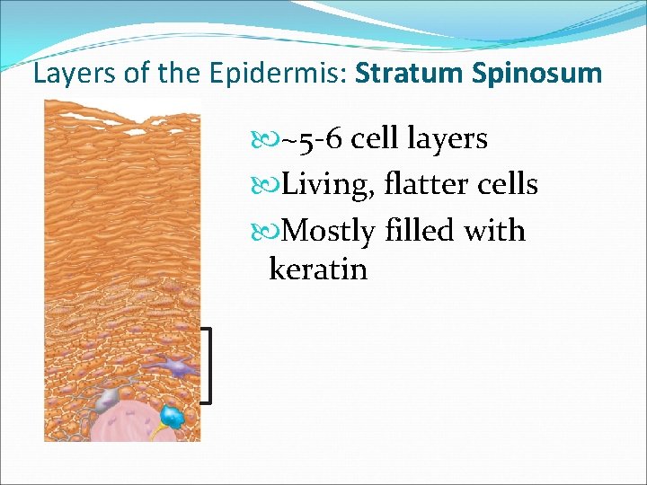 Layers of the Epidermis: Stratum Spinosum ~5 -6 cell layers Living, flatter cells Mostly