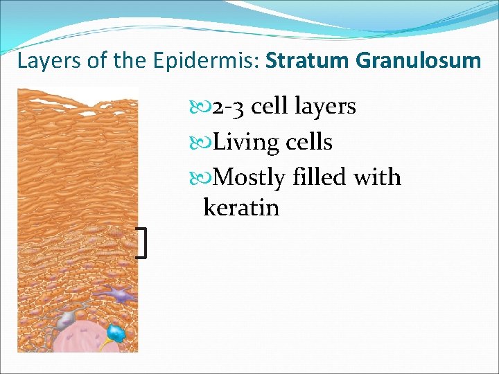 Layers of the Epidermis: Stratum Granulosum 2 -3 cell layers Living cells Mostly filled Layers of the Epidermis: Stratum Granulosum 2 -3 cell layers Living cells Mostly filled
