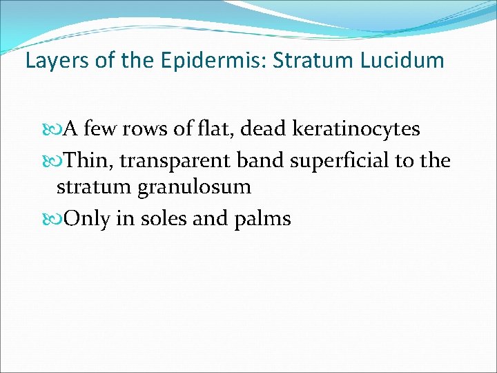 Layers of the Epidermis: Stratum Lucidum A few rows of flat, dead keratinocytes Thin, Layers of the Epidermis: Stratum Lucidum A few rows of flat, dead keratinocytes Thin,