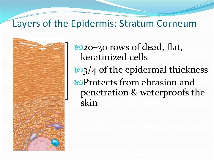 Layers of the Epidermis: Stratum Corneum 20– 30 rows of dead, flat, keratinized cells