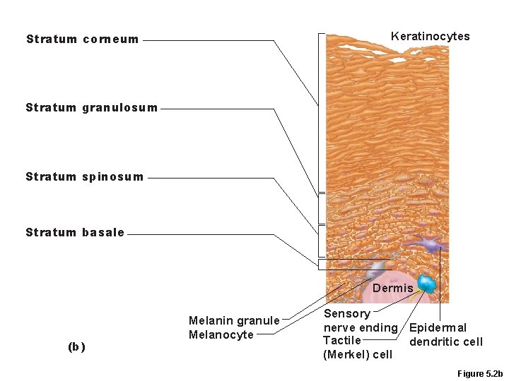 Keratinocytes Stratum corneum Stratum granulosum Stratum spinosum Stratum basale Dermis (b) Melanin granule Melanocyte