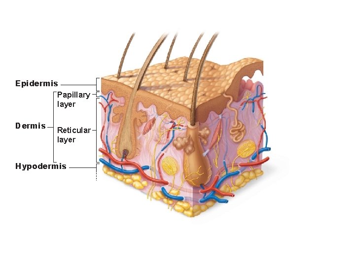 Epidermis Papillary layer Dermis Reticular layer Hypodermis 