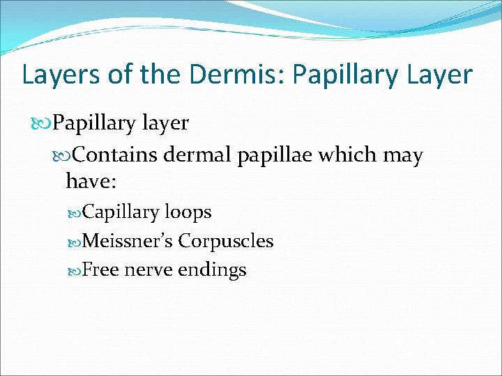 Layers of the Dermis: Papillary Layer Papillary layer Contains dermal papillae which may have: