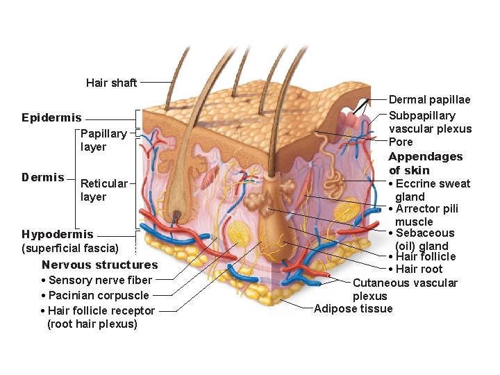 Hair shaft Epidermis Papillary layer Dermis Reticular layer Hypodermis (superficial fascia) Nervous structures • Hair shaft Epidermis Papillary layer Dermis Reticular layer Hypodermis (superficial fascia) Nervous structures •