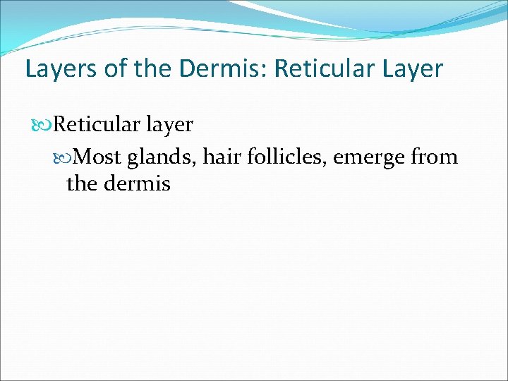 Layers of the Dermis: Reticular Layer Reticular layer Most glands, hair follicles, emerge from