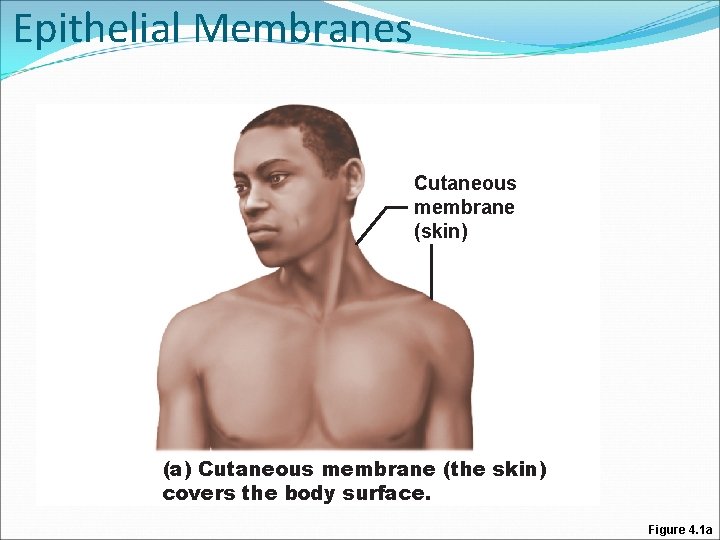 Epithelial Membranes Cutaneous membrane (skin) (a) Cutaneous membrane (the skin) covers the body surface. Epithelial Membranes Cutaneous membrane (skin) (a) Cutaneous membrane (the skin) covers the body surface.