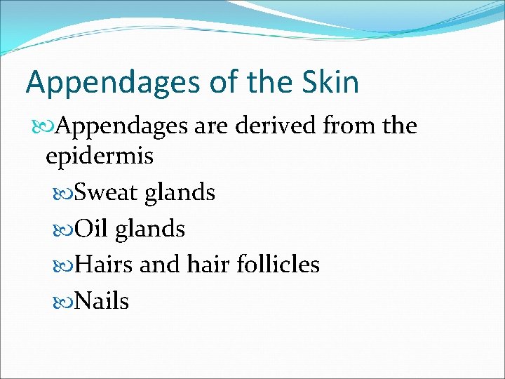 Appendages of the Skin Appendages are derived from the epidermis Sweat glands Oil glands Appendages of the Skin Appendages are derived from the epidermis Sweat glands Oil glands