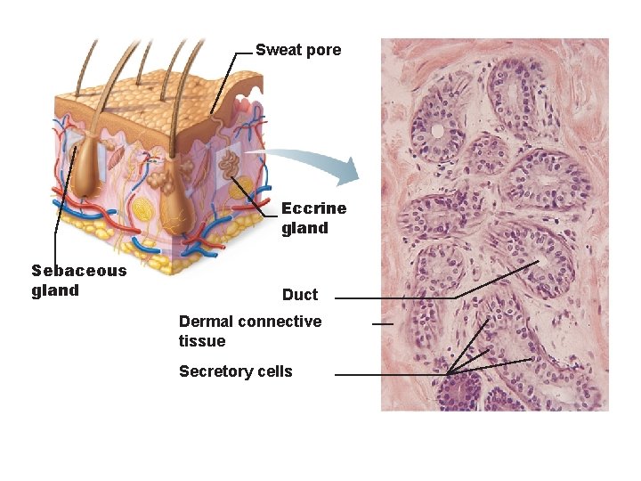 Sweat pore Eccrine gland Sebaceous gland Duct Dermal connective tissue Secretory cells 