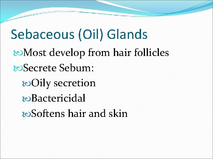 Sebaceous (Oil) Glands Most develop from hair follicles Secrete Sebum: Oily secretion Bactericidal Softens Sebaceous (Oil) Glands Most develop from hair follicles Secrete Sebum: Oily secretion Bactericidal Softens