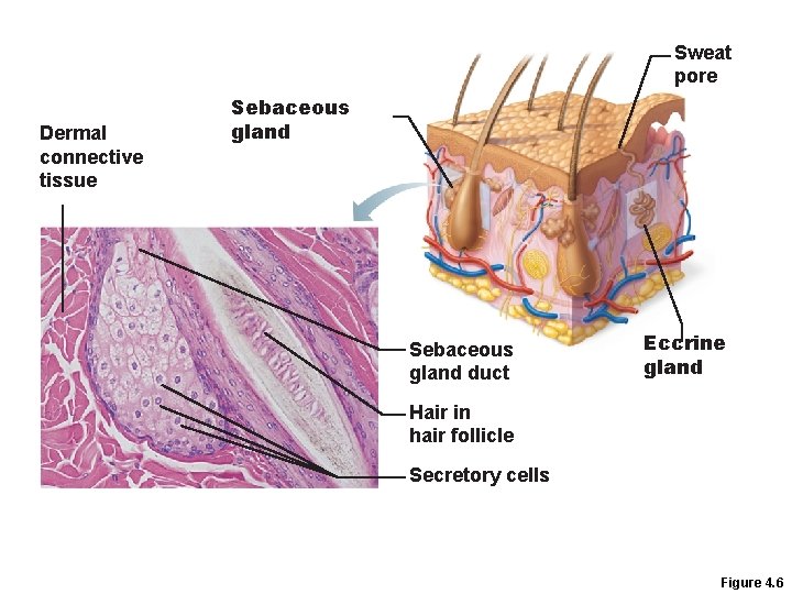 Sweat pore Dermal connective tissue Sebaceous gland duct Eccrine gland Hair in hair follicle Sweat pore Dermal connective tissue Sebaceous gland duct Eccrine gland Hair in hair follicle