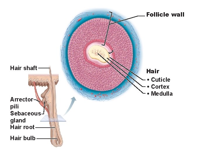 Follicle wall Hair shaft Arrector pili Sebaceous gland Hair root Hair bulb Hair •