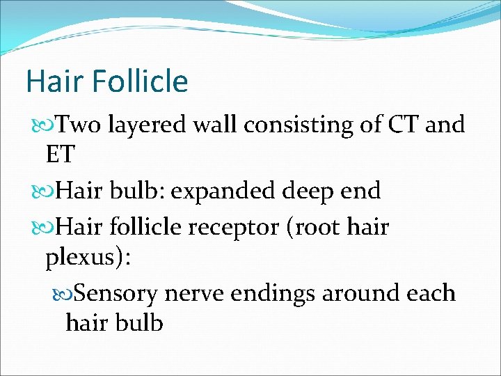 Hair Follicle Two layered wall consisting of CT and ET Hair bulb: expanded deep