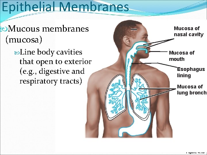 Epithelial Membranes Mucous membranes (mucosa) Line body cavities that open to exterior (e. g.